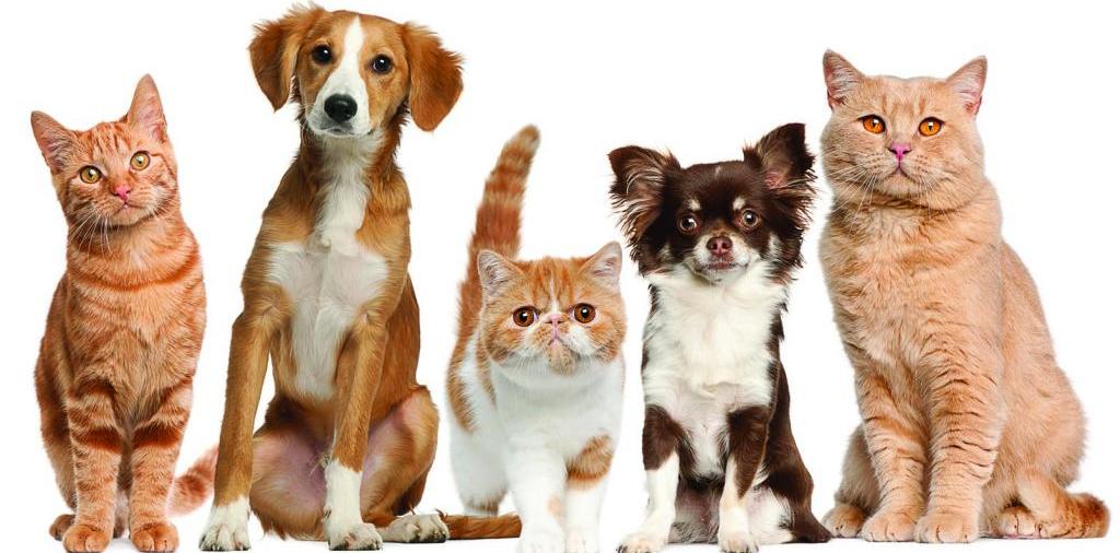 Доска объявлений о животных | ЗооТом - продажа, вязка и услуги для животных в Муромцево