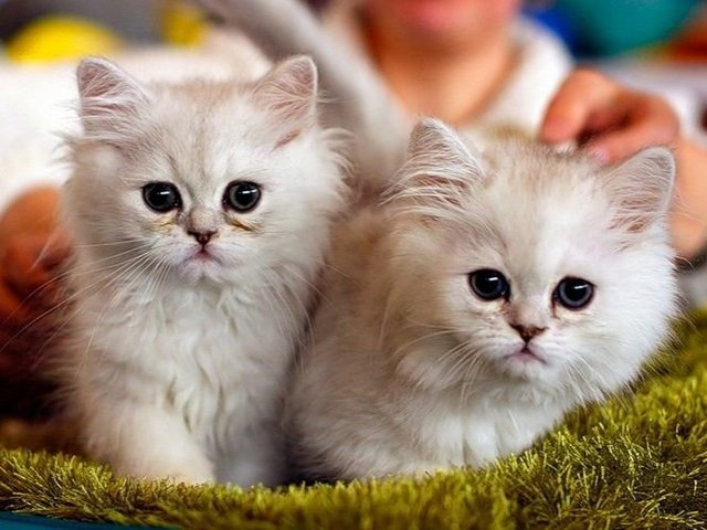 Породы кошек в Муромцево | ЗооТом портал о животных