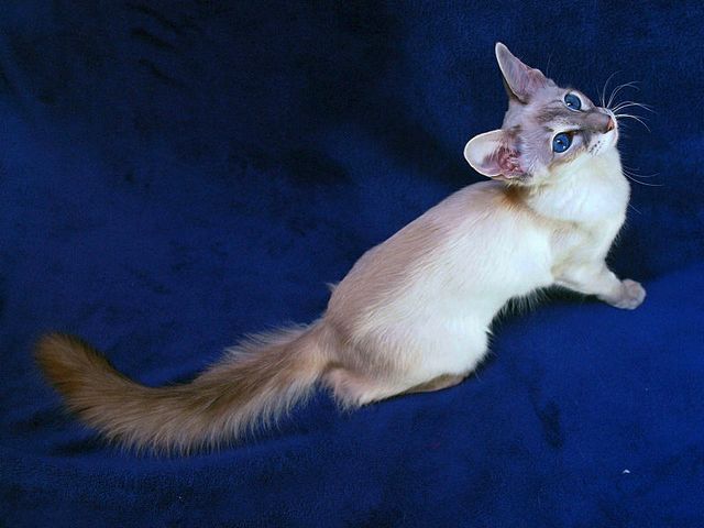 Выведенные породы кошек в Муромцево | ЗооТом портал о животных