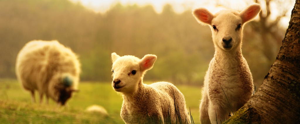 Объявления о сельскохозяйственных животных | ЗооТом - продажа, вязка и услуги для животных в Муромцево