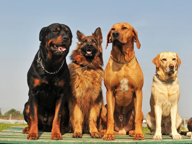 Крупные породы собак в Муромцево | ЗооТом портал о животных