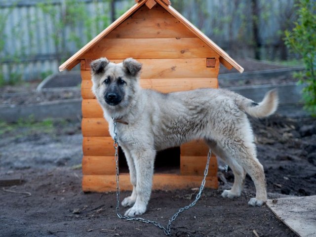 Все о собаках в Муромцево
